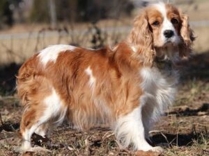 Lollipop, our Cavalier King Charles Spaniel dam at Thomas Ridge Kennels