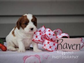 Photo of Raven