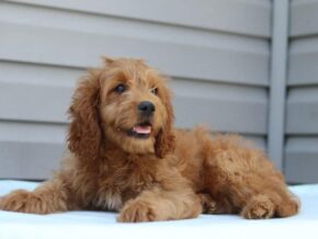 Photo of Rover