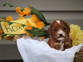 Photo of Roxie