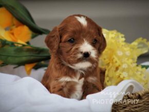 Photo of Roxie