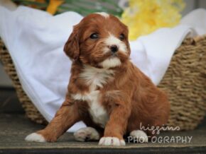Photo of Roxie
