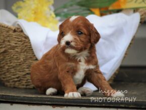 Photo of Roxie