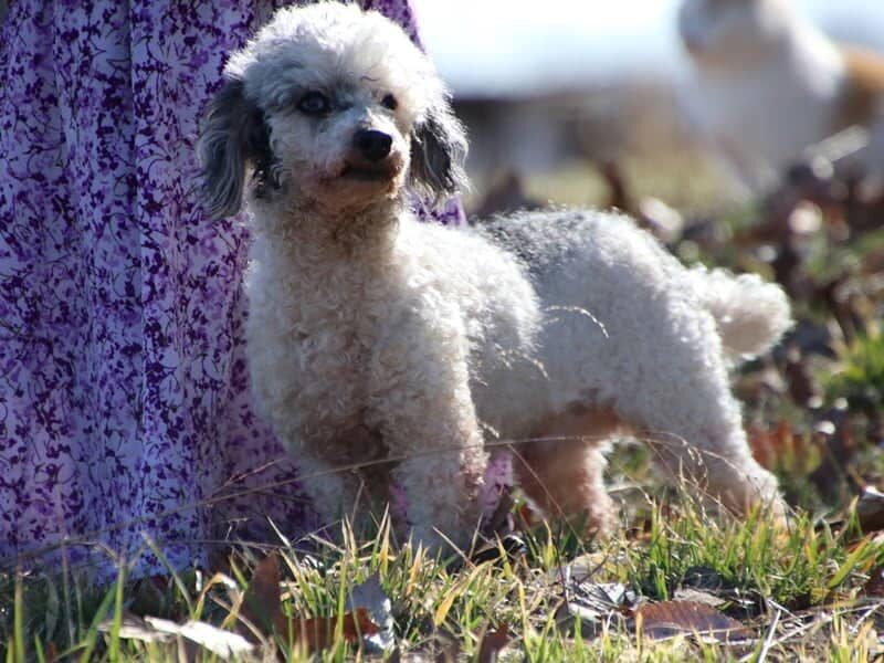 Bandit, our Poodle Mini sire in Kentucky.