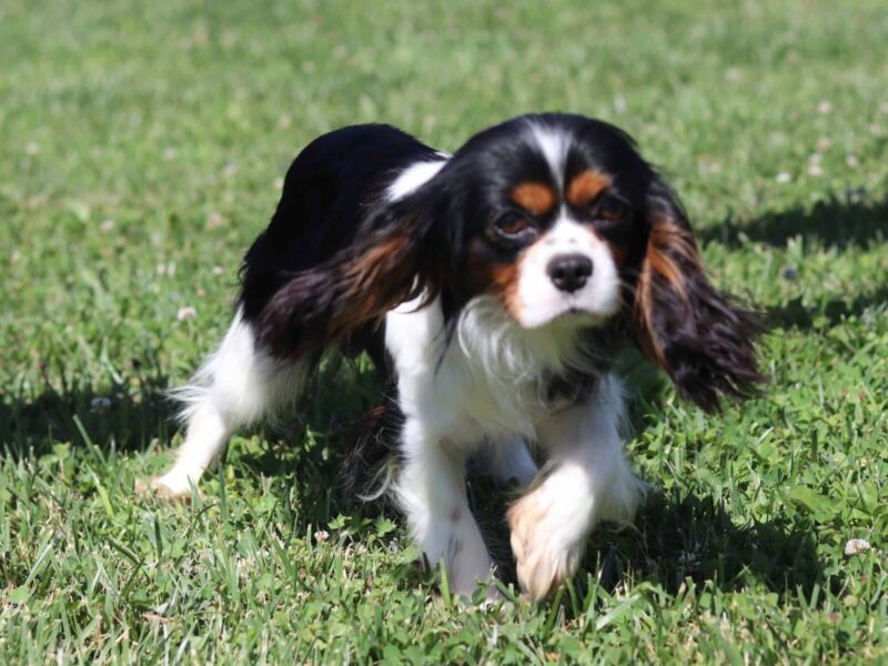 Snickers, our Cavalier King Charles Spaniel dam in Kentucky.
