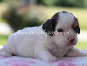 Photo of Lilly