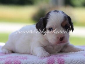 Photo of Lilly