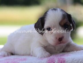 Photo of Lilly