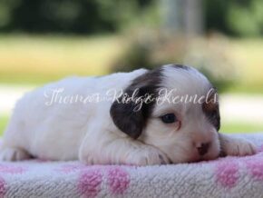 Photo of Lilly