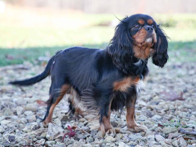Emmie, our Cavalier King Charles Spaniel dam in Kentucky.