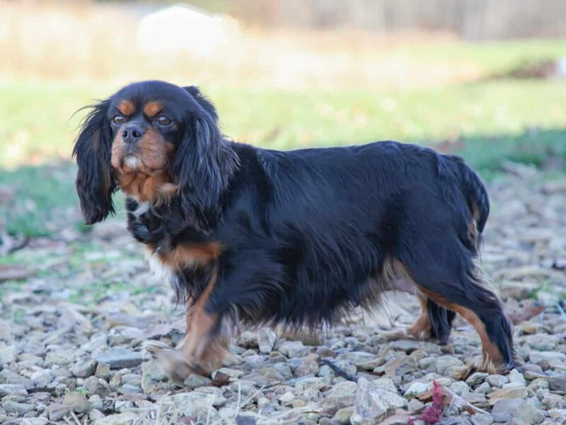 Emmie, our Cavalier King Charles Spaniel dam in Kentucky.