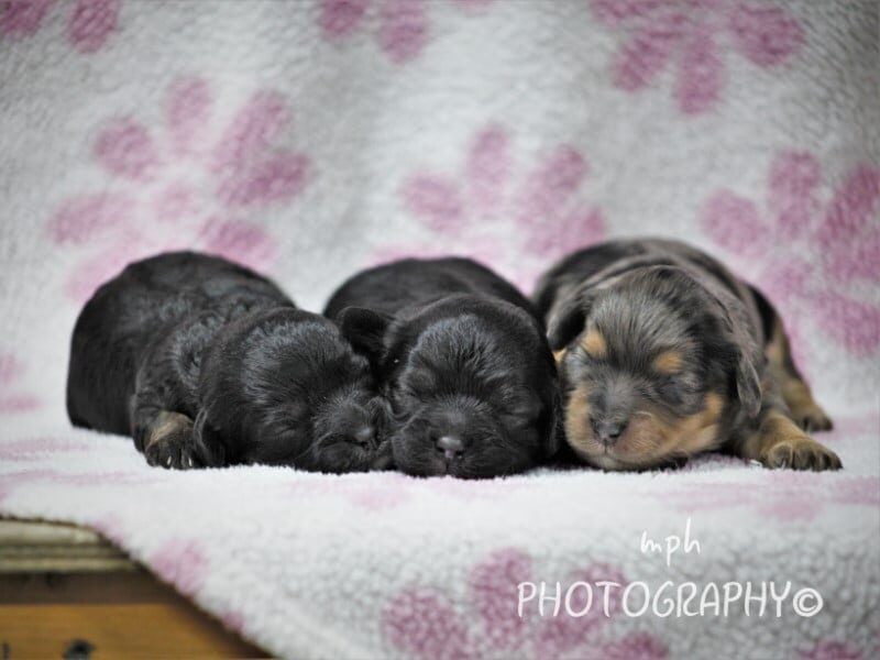 Bandit-Ruby Mini Cavapoo image