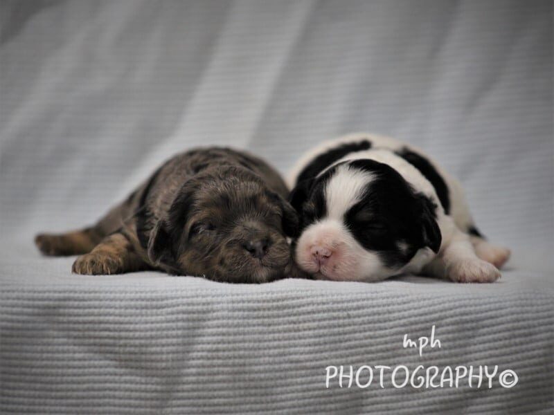 Bandit-Ruby Mini Cavapoo image