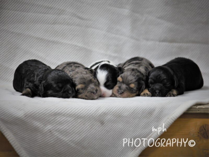 Bandit-Ruby Mini Cavapoo image
