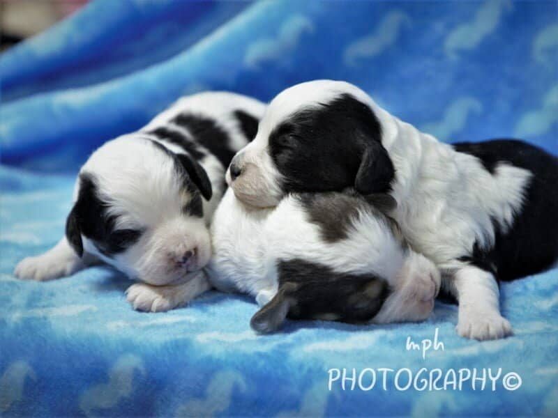 Bandit-Kassie Mini Cavapoo image