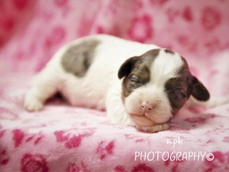 Bandit-Kassie Mini Cavapoo image