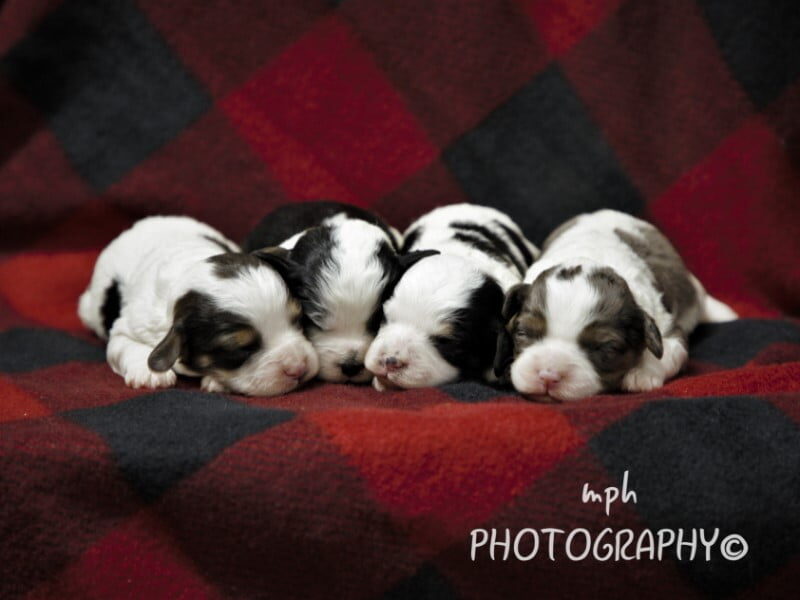 Bandit-Kassie Mini Cavapoo image