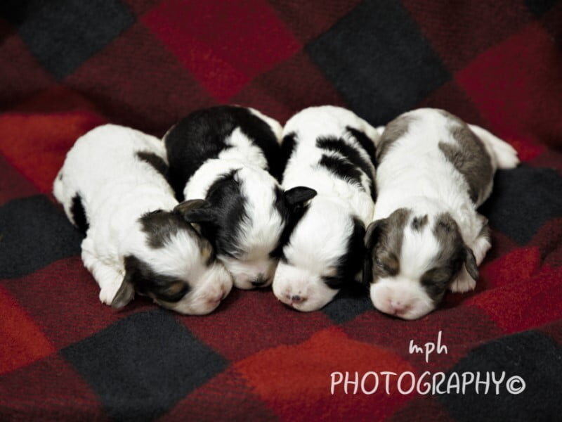 Bandit-Kassie Mini Cavapoo image