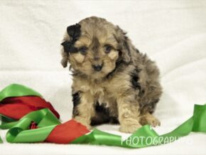 Photo of Rambo