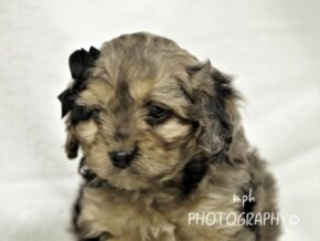Photo of Rambo