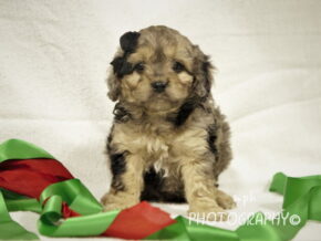 Photo of Rambo