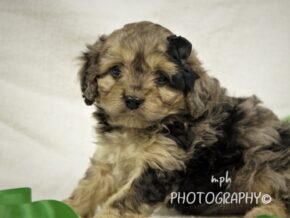 Photo of Rambo