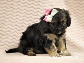 Photo of Ranelle