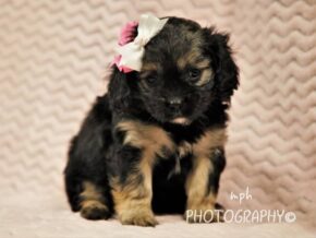 Photo of Ranelle