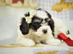 Photo of Ranger
