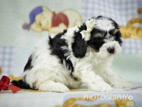 Photo of Ranger
