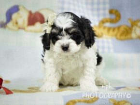 Photo of Ranger