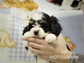 Photo of Ranger