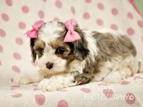 Photo of Karmen