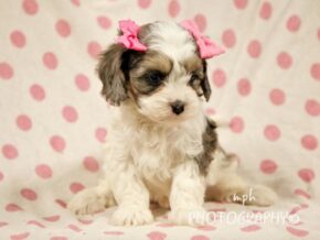 Photo of Karmen