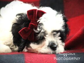Photo of Kato