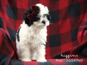 Photo of Kato
