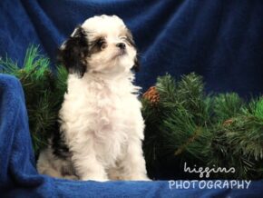 Photo of Korbin