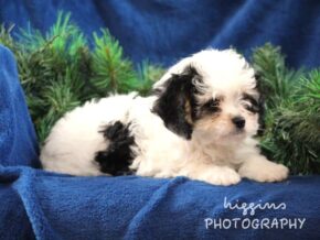 Photo of Korbin