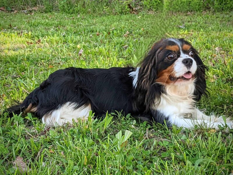 Snickers, our Cavalier King Charles Spaniel dam in Kentucky.