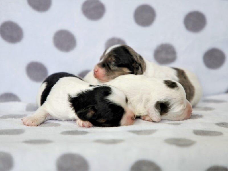 Bandit-Snickers Mini Cavapoo image