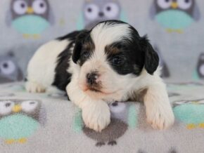 Photo of Sawyer