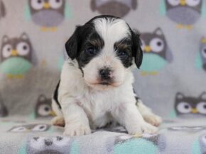 Photo of Sawyer
