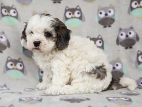 Photo of Skyler