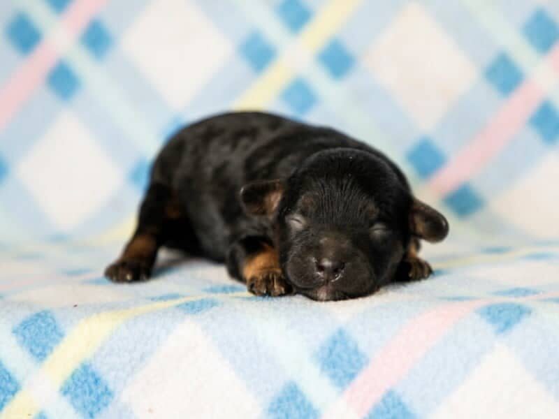 Bandit-Ruby Mini Cavapoo image