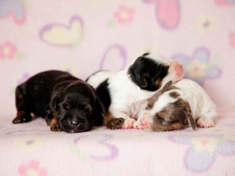 Bandit-Ruby Mini Cavapoo image
