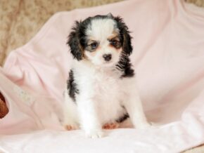 Photo of Rylie