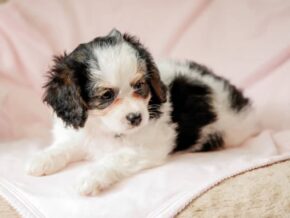 Photo of Rylie