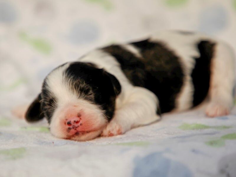 Bandit-Kassie Mini Cavapoo image