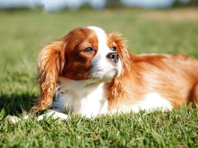 Tammy, our Cavalier King Charles Spaniel dam in Kentucky.