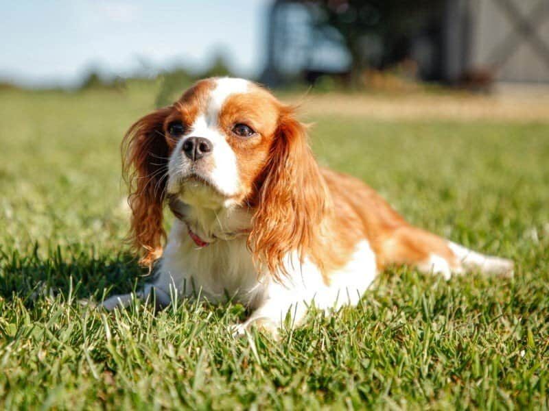 Tammy, our Cavalier King Charles Spaniel dam in Kentucky.